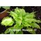 Hadspen Samphire