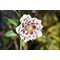 Морозник double white spotted
