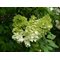 Гортензия метельчатая Magical Lime Sparkle (Мэджикал Лайм Спаркл).