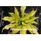 Citric Star
