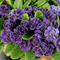 Amethyst Ice