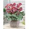 Морозник  Anna’s Red
