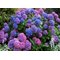 Гортензия крупнолистовая Bouquet Rose