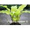 Green Lava