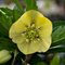 Морозник Anemone Yellow