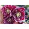 Морозник Anemone purple-red