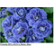 Baltic Blue