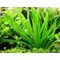 Подорожник ланцетолистный ( Plantago lanceolata )