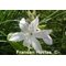 Fragrant Surprise