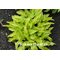 Hadspen Samphire