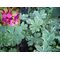 Герань крупнокорневищная вариегатная(variegata)