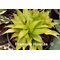 Citric Star