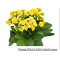 примула Pollyanna Fresh Lemon