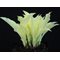 White Feather