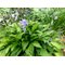 Lancifolia