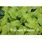 Hadspen Samphire