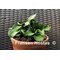 Green Thumb