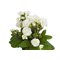 примула Pollyanna Frosty White