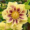 Морозник Anemone super yellow spotted
