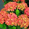 Гортензия крупнолистная Magical Farfalla (Мэджикал Фарфалла).