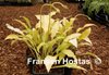 Bella Citronella