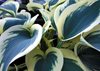 Blue Ivory