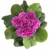 Примула махровая Гетор Петтикот Лилак