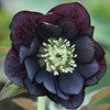 Морозник double black