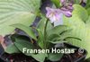Green Thumb