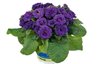 Violetta