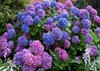 Гортензия крупнолистовая Bouquet Rose