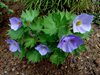 Glaucidium palmatum  Глауцидиум пальчатый