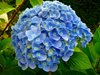 Гортензия крупнолистная Nikko Blue (Никко Блу)