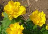 Купальница узколепестная (Trollius stenopetalis)