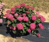 Гортензия древовидная  Ruby Annabelle  (Руби Аннабель)