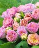 Примула Barnhaven Double Camaieu (Каме)
