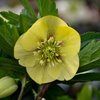 Морозник Anemone Yellow
