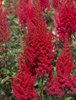 Red Skycraper