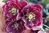 Морозник Anemone purple-red