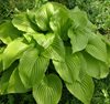 Рlantaginea