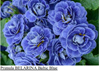 Baltic Blue