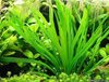 Подорожник ланцетолистный ( Plantago lanceolata )