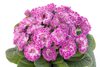 Lively Lilac