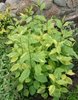 Солидаго (золотарник) Variegata
