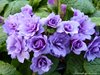 Примула Barnhaven Double Purple Storm (Пёпл Сторм)