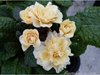 Примула Barnhaven Double Guernsey Cream (Гернси Крим)