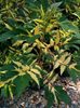 Таволга (Лабазник) вязолистный	Variegata