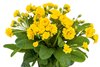 примула Pollyanna Sunny Yellow