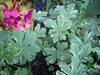 Герань крупнокорневищная вариегатная(variegata)