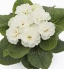 Примула махровая Гетор Петтикот Вайт